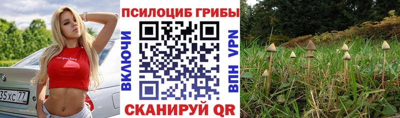 Купить закладки  Новокубанск  Галлюциногенные грибы Psilocybine cubensis 